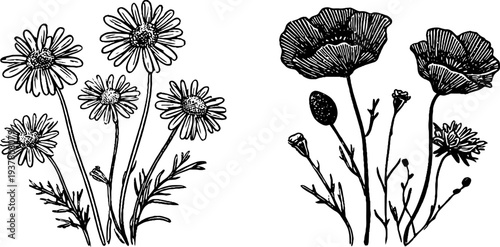Vintage floral collection: chamomile, cornflower, and poppy blooms for botanical design