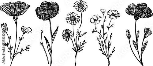 Vintage sketch set of cornflower, chamomile, and buttercup blooms for retro floral design