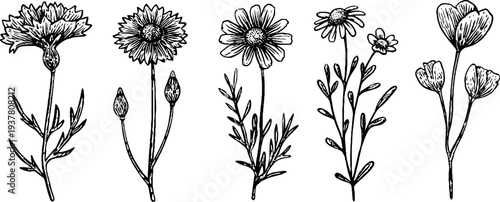 Vintage floral illustration of cornflower, chamomile, and buttercup blooms for botanical design