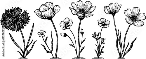 Hand drawn botanical set of cornflower, chamomile, and buttercup flowers for vintage design