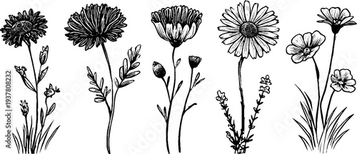 Vintage bloom collection: cornflower, chamomile, and buttercup sketch for botanical design