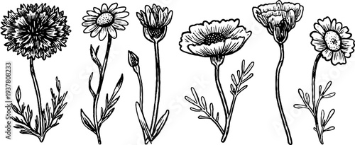 Vintage botanical sketch of cornflower, chamomile, and buttercup flowers - retro floral design for print, card, poster