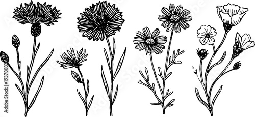 Vintage botanical illustration of cornflower, chamomile, and buttercup for nature design