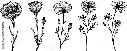 Vintage sketch of cornflower, chamomile, and buttercup flowers - retro floral design for decoration