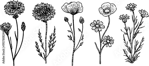 Vintage botanical sketch of cornflower, chamomile, and buttercup blooms for design