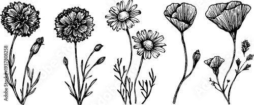 Vintage sketch of cornflower, chamomile, and buttercup blooms for design