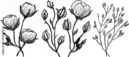 Vintage botanical illustration of cotton bolls, flax stems, and hemp leaves for retro design