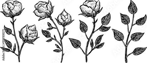 Vintage botanical sketch of cotton bolls, flax stems, and hemp leaves for design projects