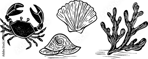 Vintage botanical collection of crab, seaweed, and seashell - hand drawn etchings for design