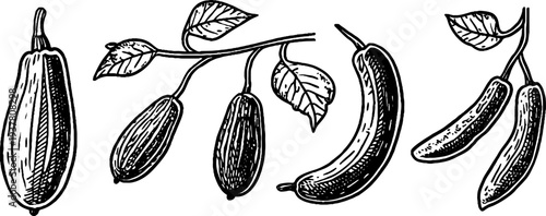 Vintage cucumber, gherkin, and zucchini vine sketch for retro design