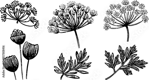 Vintage herb sketches of dill umbels, parsley leaves, and cilantro sprigs for botanical design