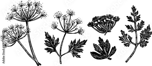 Vintage botanical sketch of dill umbels, parsley leaves, and cilantro sprig for design