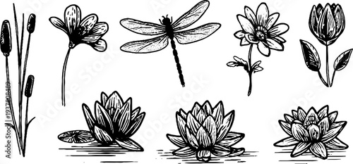 Vintage botanical set with dragonfly, reed, and water lilies illustration for nature design