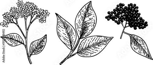 Vintage hand-drawn set of elderflower blossoms and elderberry cluster for retro botanical design