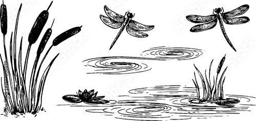 Vintage hand-drawn dragonfly wings with water reeds and pond ripples sketch