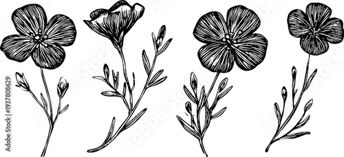 Vintage botanical sketch of flax flowers and spindle tool for retro design