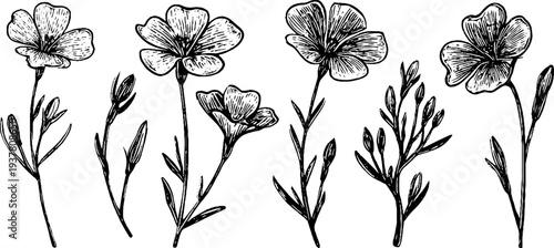 Vintage botanical illustration of flax flowers and spindle tool for design and decoration