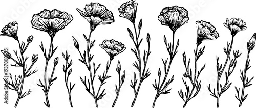 Vintage flax flower botanical sketch with spindle tool for retro craft design