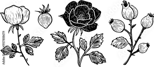 Elegant vintage rose and rosehip sketches for botanical designs