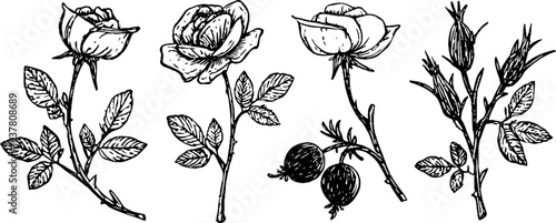 Elegant vintage sketch of garden rose bloom, rosehip branch, and rose bud for botanical designs