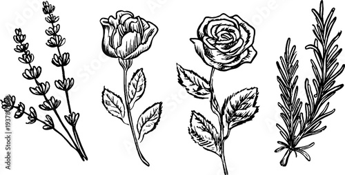 Vintage botanical set featuring lavender sprig, rose bloom, and rosemary branch sketch for design