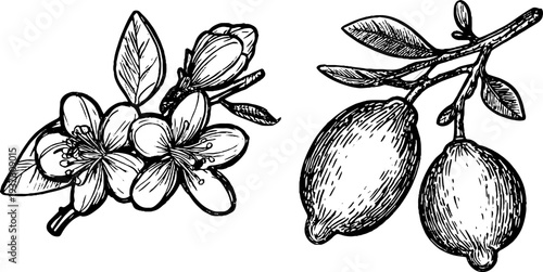 Vintage lemon blossom and fruit sketch set for retro design and decoration
