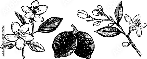 Vintage lemon blossom and fruit sketch for botanical design and decor
