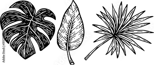 Vintage botanical illustrations of monstera, ficus, and palm leaves for design