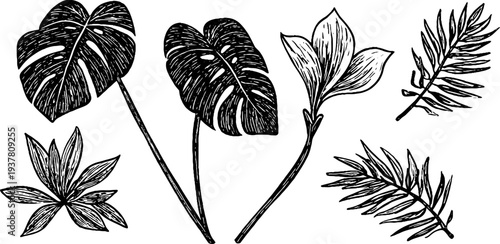 Vintage botanical collection of monstera, ficus, and palm frond leaves sketch for design