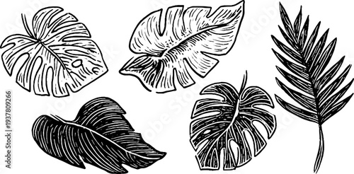 Exotic foliage collection: monstera leaf, philodendron, and palm frond sketch design for botanical decor