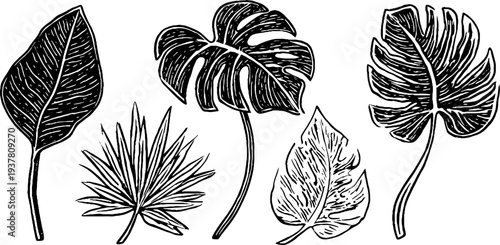 Tropical foliage collection: monstera, philodendron, and palm frond vintage engravings for botanical design