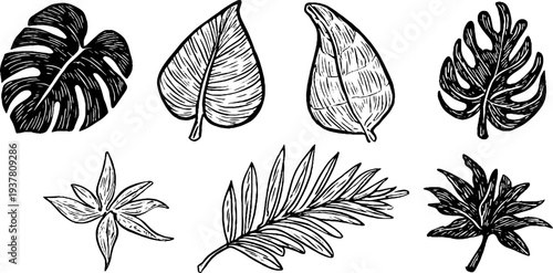 Vintage botanical leaf collection featuring monstera, ficus, and palm frond for design and decor