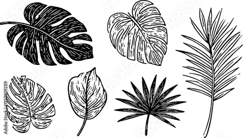 Tropical leaves collection: monstera, philodendron, and palm fronds in vintage hand-drawn style for artistic designs