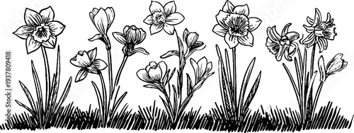 Vintage floral sketch of narcissus, hyacinth, and crocus flowers for botanical designs