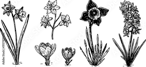 Vintage floral sketch of narcissus, hyacinth, and crocus flowers for botanical design