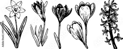 Vintage floral sketch of narcissus, hyacinth, and crocus flowers for botanical design