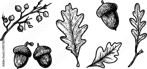 Vintage botanical sketch of oak branches, acorns, and leaves for design and decoration