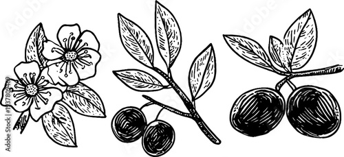 Vintage olive blossom and fruit sketch with branch for design and decoration