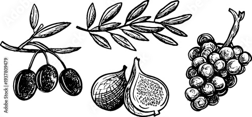 Vintage olive branch, fig, and grapevine sketch for retro design and decor
