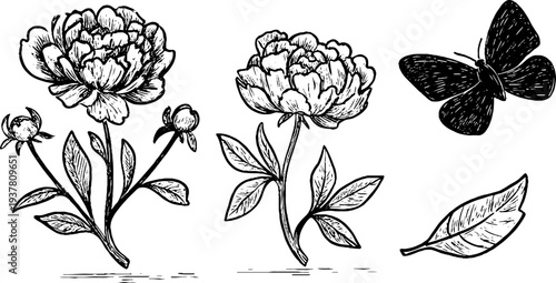 Vintage botanical illustration of peony flowers, butterfly, and leaf silhouette for retro design
