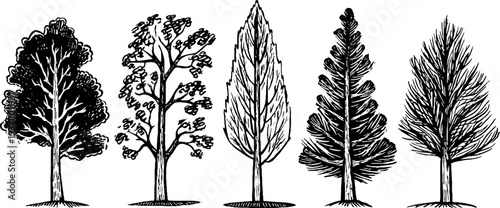 Hand drawn vintage pine, spruce, and cedar branches sketch for retro nature design