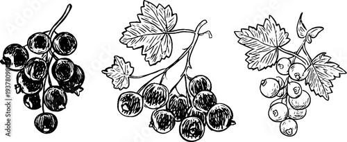 Hand-drawn currant clusters: red, black, and white berries for vintage design