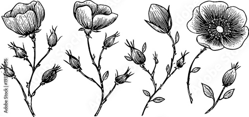 Rosehip branch and berries with flowers for botanical design and decoration