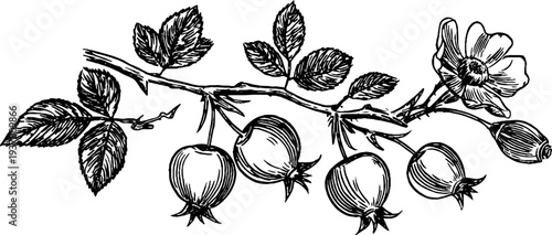 Vintage rosehip branch with berries and blossom - hand drawn botanical etching for design