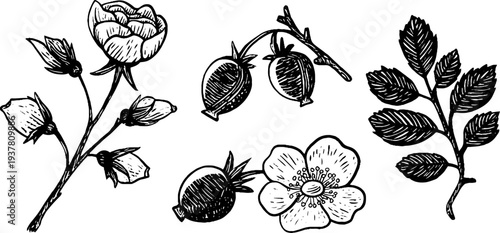 Set of hand drawn rosehip branches, berries, and flowers for vintage design