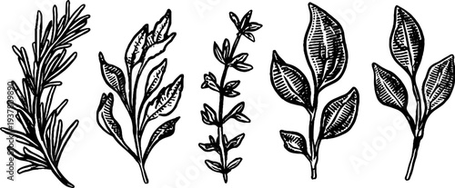Vintage botanical sketch of rosemary, thyme, and basil for culinary herb design