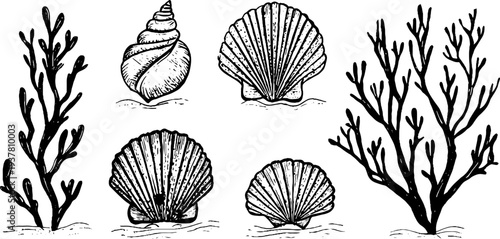 Vintage hand-drawn seashells and coral branch set for design