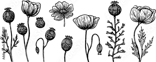 Vintage botanical sketch of sesame pods, poppy seed heads, and flax stems for design use