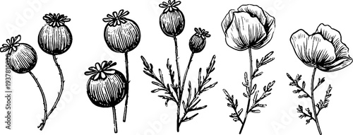 Vintage botanical sketch of sesame pods, poppy seed heads, and flax stems for retro design