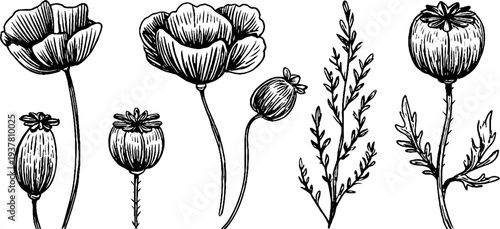 Vintage botanical sketch of sesame pods, poppy seed heads, and flax stems for retro design